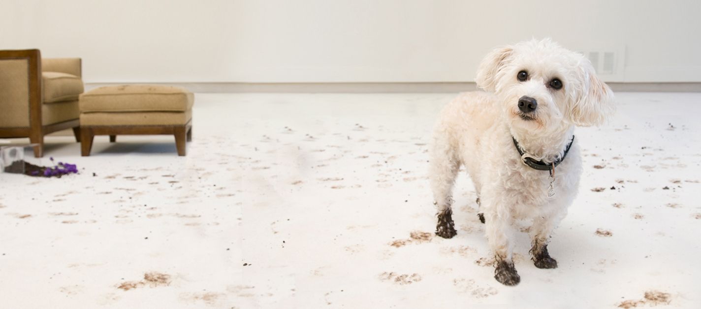 Dirty dog standing on a white carpet