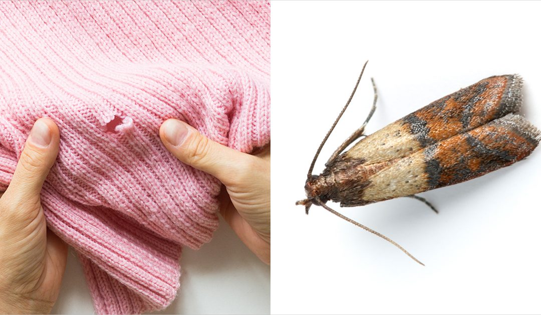 Clothes Moths 101: The Basics of Mothproofing