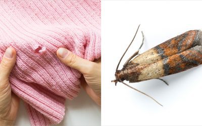 AlCl_Blog_ClothesMoth_FINAL