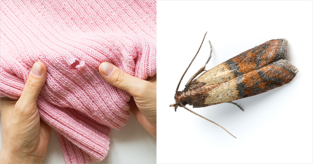 Clothes Moths 101: The Basics of Mothproofing