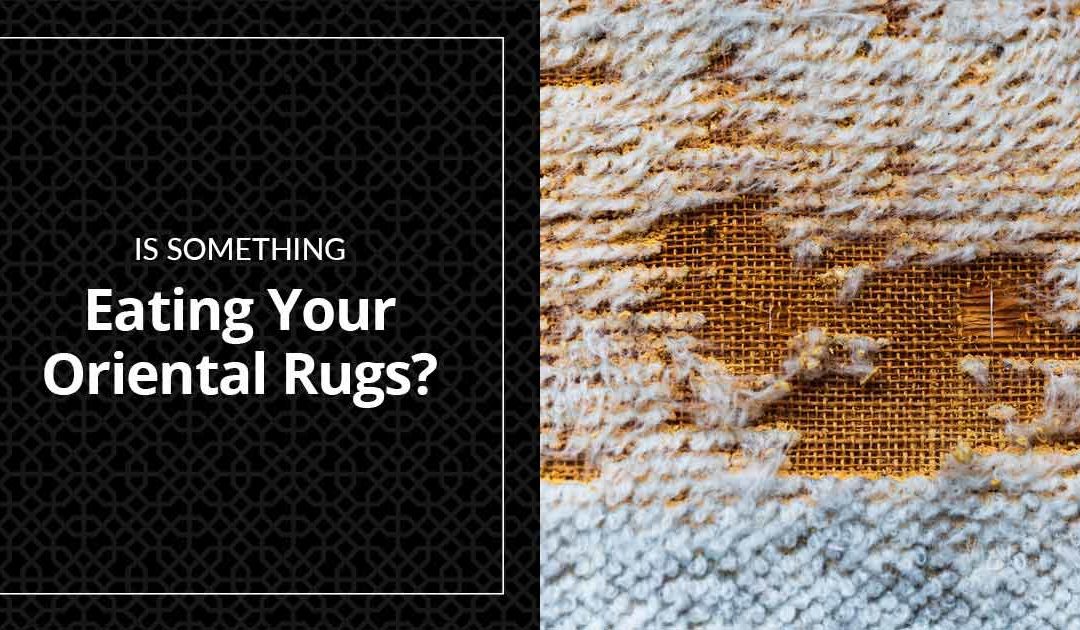 Is Something Eating Your Oriental Rugs?