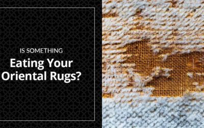 oriental rug damage from clothes moths, silverfish or carpet beetles