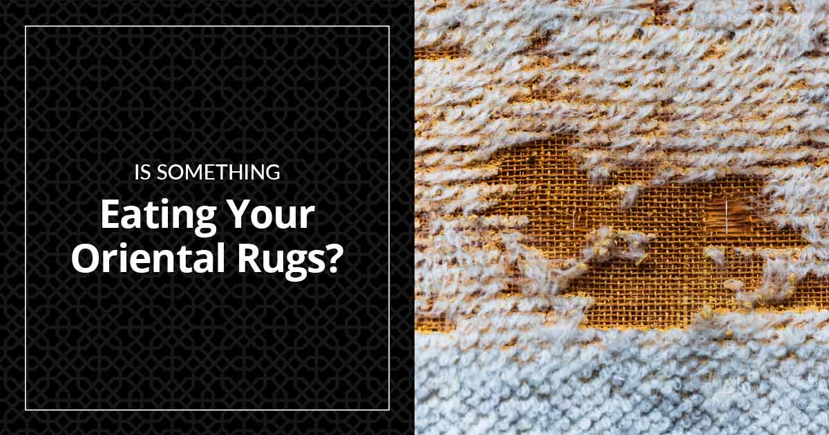 Is Something Eating Your Oriental Rugs?