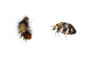 Carpet beetle and larvae