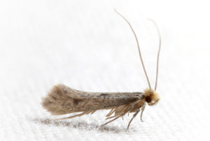 Clothes moth on rug