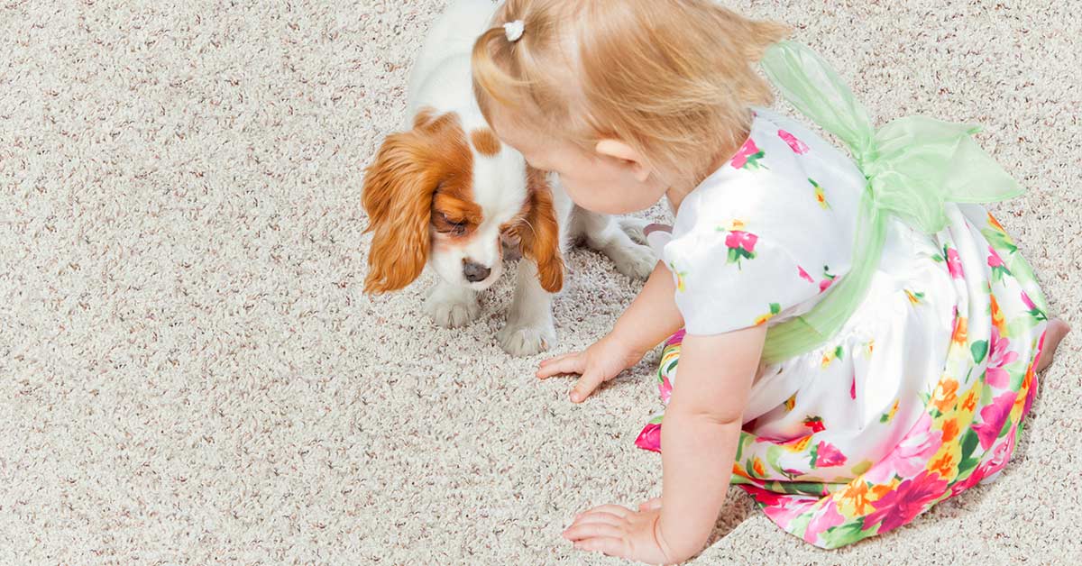 6 Questions for Pet Owners & Parents to Consider Before Choosing Carpet