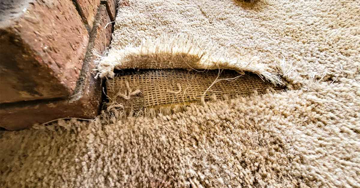 picking carpet when you have pets and kids that tear up carpet
