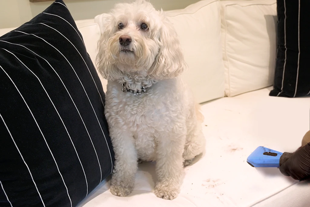 An Aladdin cleaning specialist vacuums dirty couch with dog on it